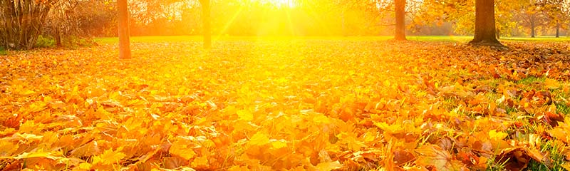Звуки Шелеста листьев, падающих осенью, шорох шуршащих, шум опадающей листвы