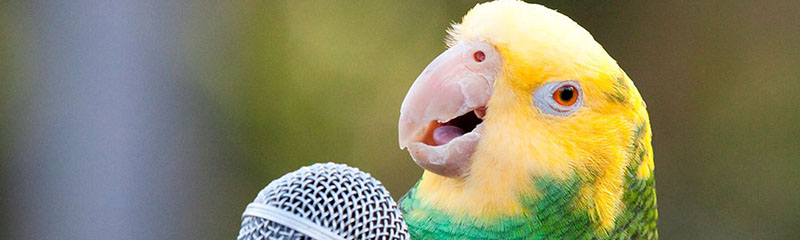 Звуки для попугаев, чтобы научить говорить
