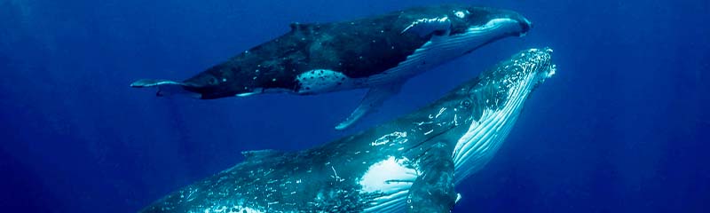 Звуки Горбатого кита