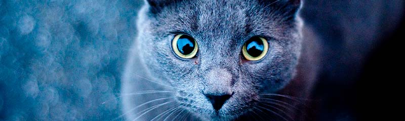 Кот с синими глазами на аву. Звук кошки. Симба голубой кот. Шелушай синий котик. Крик кошки в брачный