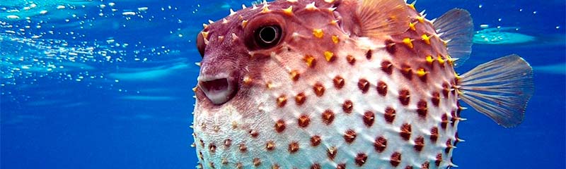Звуки Рыбы фугу