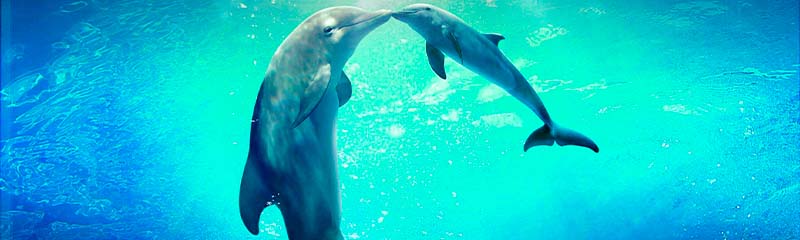 Исцеляющие Звуки дельфинов