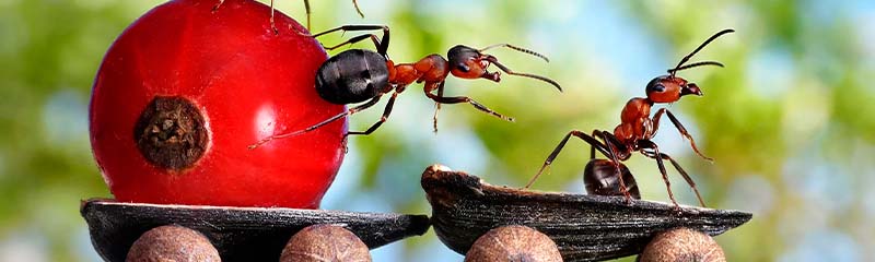 Звуки Отпугивающие муравьёв