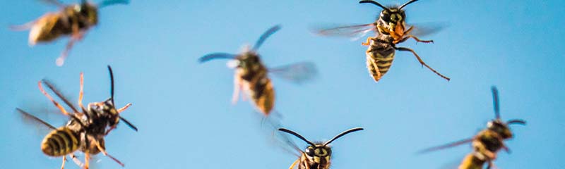 Звуки Отпугивающие пчёл