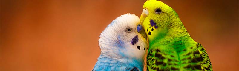 Звуки Волнистых попугаев