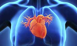 Звуки Биения и стука сердца: звуки кардиограммы