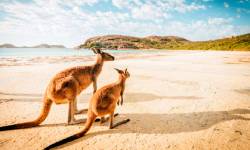 Атмосферные звуки Австралии