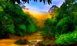 Звуки тропических джунглей: леса, природных, птиц, ночных