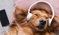 Расслабляющая музыка для собак
