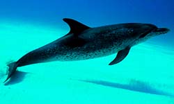 Звуки Дельфинов