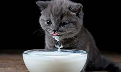 Звуки Кошка лакает молоко