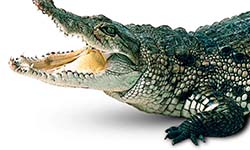 Звуки Крокодила