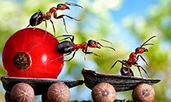 Звуки Отпугивающие муравьёв